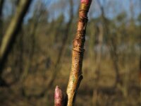 Ribes nigrum 1, Zwarte bes, Saxifraga-Rutger Barendse