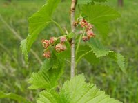 Ribes nigrum 13, Zwarte bes, Saxifraga-Rutger Barendse