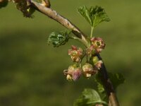 Ribes nigrum 2, Zwarte bes, Saxifraga-Jan van der Straaten