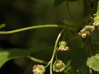 Ribes nigrum 6, Zwarte bes, Saxifraga-Jan van der Straaten