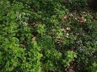 Ribes rubrum 10, Aalbes, Saxifraga-Hans Boll