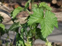 Ribes rubrum 25, Aalbes, Saxifraga-Rutger Barendse