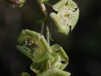 Ribes rubrum 26, Aalbes, Saxifraga-Rutger Barendse