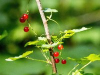 Ribes rubrum 27, Aalbes, Saxifraga-Bart Vastenhouw