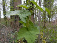 Ribes rubrum 35, Aalbes, Saxifraga-Ed Stikvoort