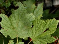 Ribes rubrum 4, Aalbes, Saxifraga-Jan van der Straaten