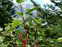 Ribes rubrum 5, Aalbes, Saxifraga-Jan van der Straaten