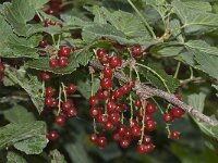 Ribes rubrum 6, Aalbes, Saxifraga-Willem van Kruijsbergen