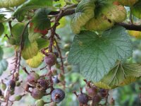 Ribes sanguineum