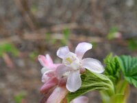 Ribes sanguineum 12, Rode ribes, Saxifraga-Rutger Barendse