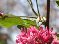 Ribes sanguineum 15, Rode ribes, Saxifraga-Rutger Barendse