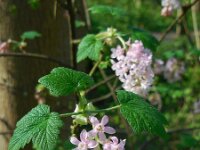 Ribes sanguineum 16, Rode ribes, Saxifraga-Ed Stikvoort