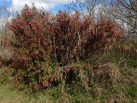 Ribes sanguineum 19, Rode ribes, Saxifraga-Ed Stikvoort