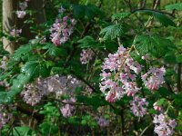 Ribes sanguineum 22, Rode ribes, Saxifraga-Ed Stikvoort