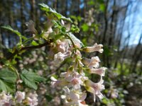 Ribes sanguineum 5, Rode ribes, Saxifraga-Rutger Barendse