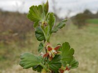 Ribes uva-crispa 11, Kruisbes, Saxifraga-Rutger Barendse