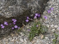 Ricotia cretica 2, Saxifraga-Willem van Kruijsbergen