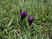 Romulea requienii 2, Saxifraga-Jeroen Willemsen