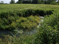 Rorippa amphibia 10, Gele waterkers, Saxifraga-Hans Boll