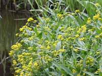 Rorippa amphibia 14, Gele waterkers, Saxifraga-Peter Meininger