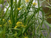 Rorippa amphibia 20, Gele waterkers, Saxifraga-Ed Stikvoort