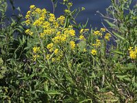 Rorippa amphibia 26, Gele waterkers, Saxifraga-Peter Meininger