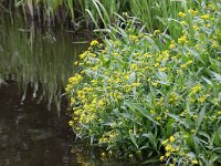 Rorippa amphibia 28, Gele waterkers, Saxifraga-Peter Meininger