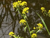 Rorippa amphibia 6, Gele waterkers, Saxifraga-Peter Meininger