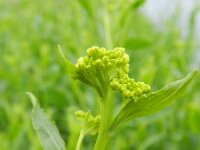 Rorippa austriaca 14, Oostenrijkse kers, Saxifraga-Rutger Barendse