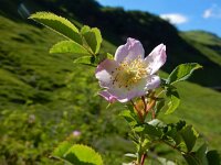 Rosa pendulina 2, Saxifraga-Ed Stikvoort