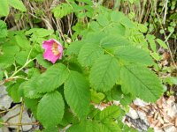 Rosa pendulina 4, Saxifraga-Rutger Barendse