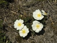 Rosa pimpinellifolia, Burnet Rose