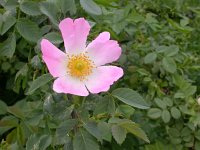 Rosa rubiginosa, Eglantine Rose
