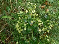 Rubia peregrina 13, Saxifraga-Hans Grotenhuis
