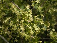 Rubia peregrina 4, Saxifraga-Jan van der Straaten