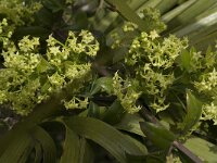 Rubia peregrina 6, Saxifraga-Willem van Kruijsbergen