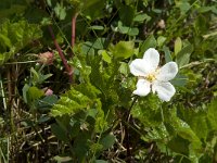 Rubus chamaemorus, Cloudberry