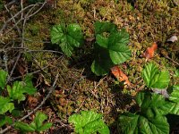 Rubus chamaemorus 27, Saxifraga-Hans Boll