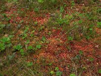 Rubus chamaemorus 28, Saxifraga-Hans Boll