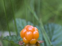 Kruipbraam  Rubus chamaemorus : berry, Cloudberry, flora, floral, fruit, natural, nature, Rubus chamaemorus, yellow