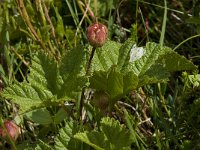 Rubus chamaemorus 7, Saxifraga-Willem van Kruijsbergen