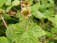 Rubus corylifolius 4, Hazelaarbraam, Saxifraga-Rutger Barendse