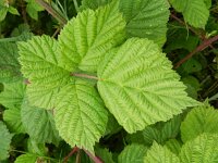 Rubus corylifolius 5, Hazelaarbraam, Saxifraga-Rutger Barendse