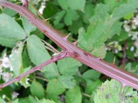 Rubus gratus 2, Zoete haarbraam, Saxifraga-Rutger Barendse