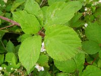 Rubus gratus 4, Zoete haarbraam, Saxifraga-Rutger Barendse