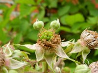 Rubus gratus 5, Zoete haarbraam, Saxifraga-Rutger Barendse