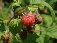 Rubus idaeus, Raspberry