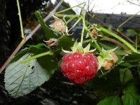 Rubus idaeus 10, Framboos, Saxifraga-Rutger Barendse