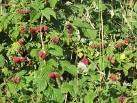 Rubus idaeus 11, Framboos, Saxifraga-Mark Zekhuis