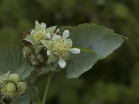 Rubus idaeus 3, Framboos, Saxifraga-Jan van der Straaten